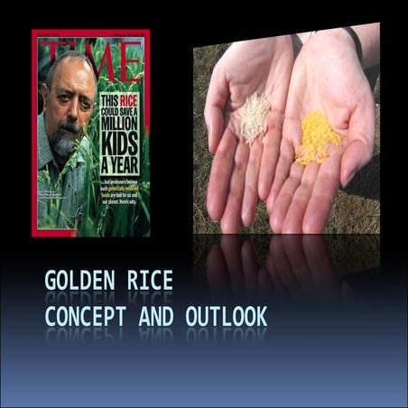 Golden Rice Final – Potential And Outlook