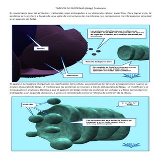 Golgi: tráfico de proteínas. ok