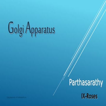 Golgi apparatus
