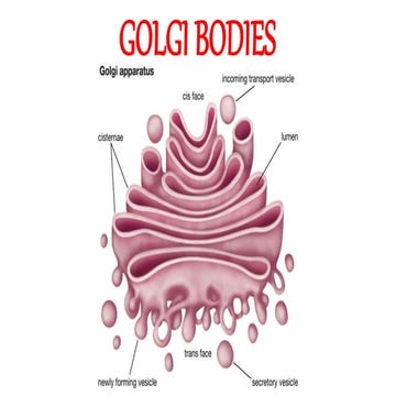 golgi bodies.pptx