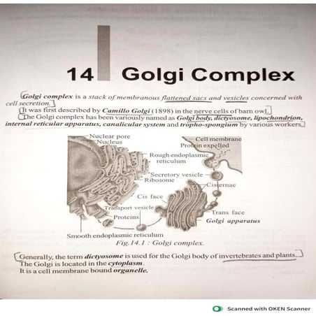 Golgi complex a organ of cell and cell cycle | PDF