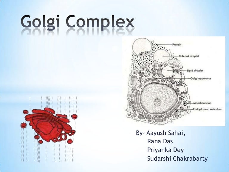 golgi complex structure and functions