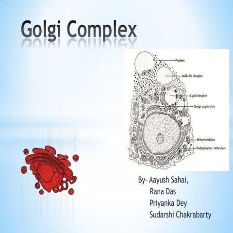 Golgi complex structure and functions