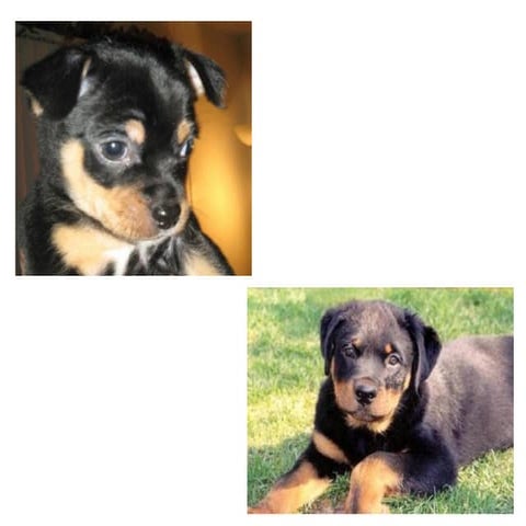 Gom ez compskills_1_pic