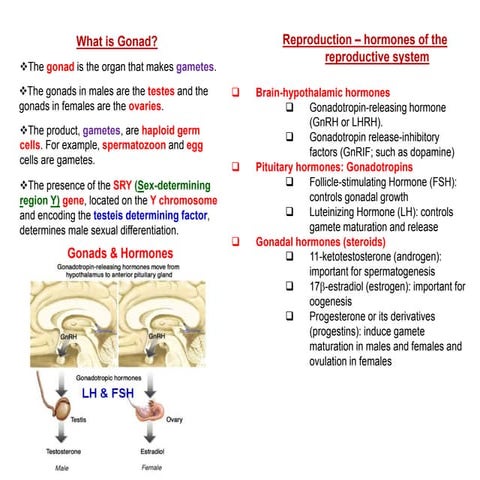 Gonadal hormone Biology Diagrams