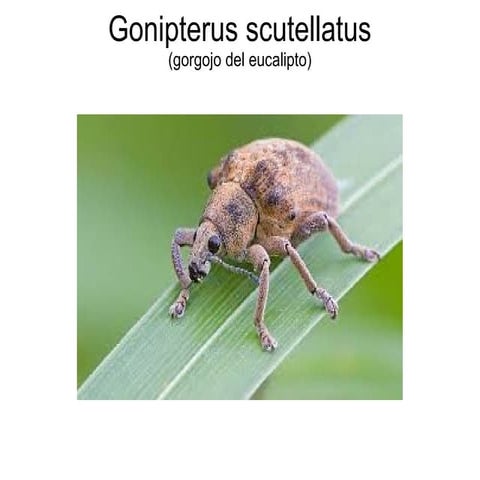 Gonipterus scutellatus trabajo sanidad vegetal PPT