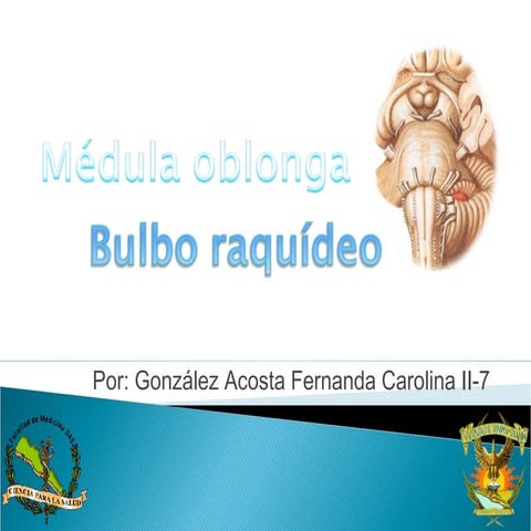 González acosta fernanda carolina ii 7 bulbo raquídeo