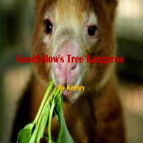 Goodfellows tree kangaroo[1]