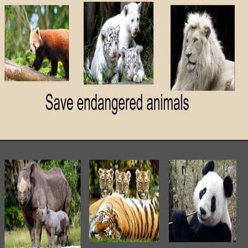 Save the animals 