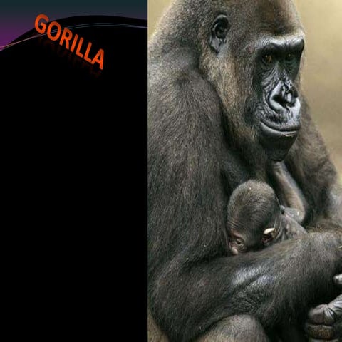 Gorilla powerpoint