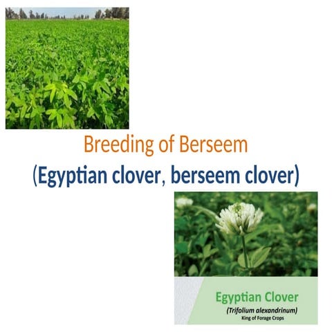 berseem crop production and its cultivation .pptx