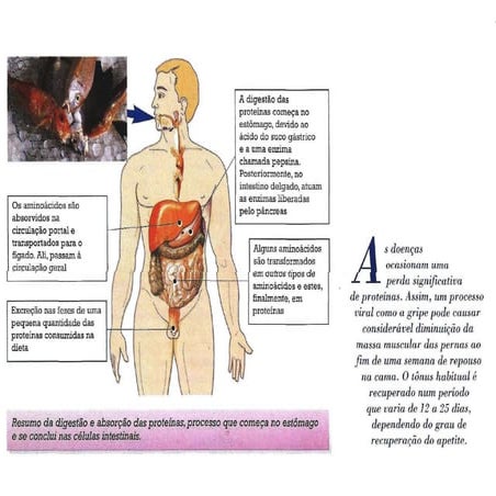 Digestão e absorção das proteínas