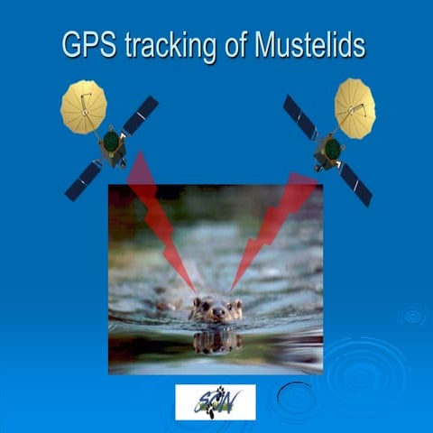 Gps tracking of mustelids 