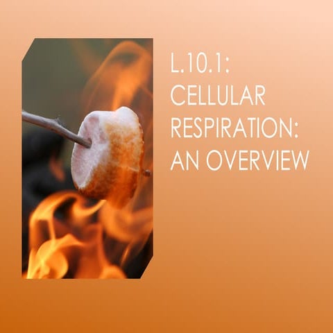 9.1 Cellular Respiration_ An Overview.pdf