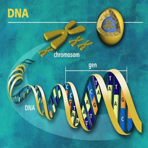 DNA replication, transcription, and translation