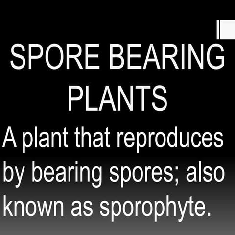 SPORE AND CONE BEARING PLANTS, VEGETATIVE PROPAGATION