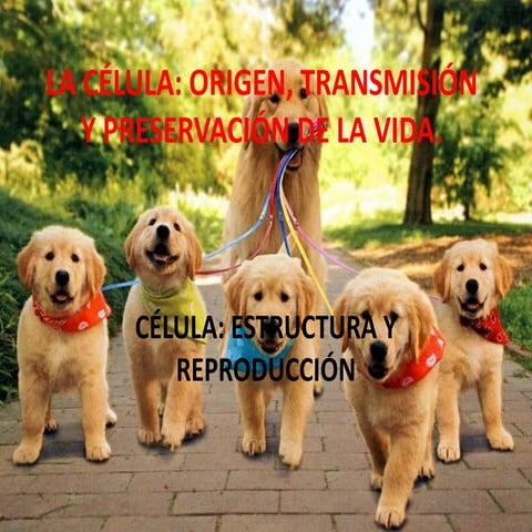 Grado 10 biología   p i - 2018 reproducción celular