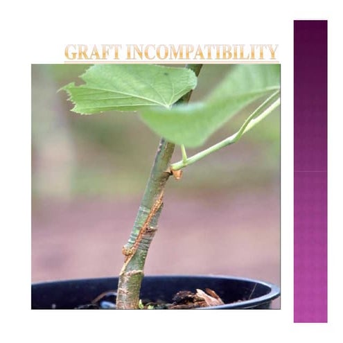 Graft incopatibility