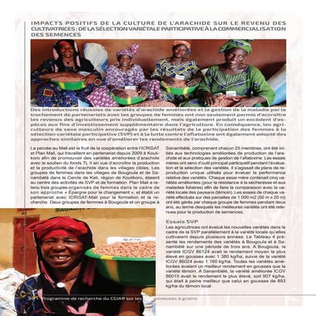 Positive income impact for women groundnut farmers: from PVS to seed producti...