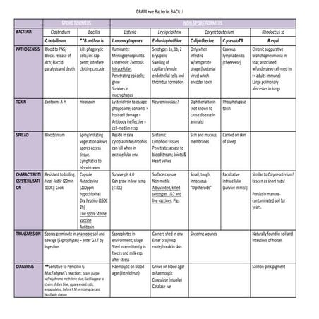 Gram positive bacilli