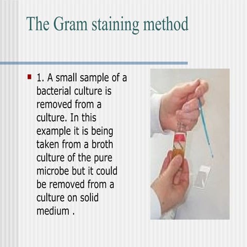 Gram Staining Instructions