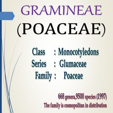 Gramineae (poaceae).it is the one of the largest plant family