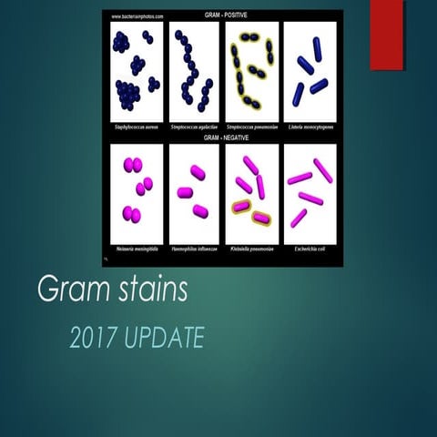 Gram Stains Update 2017