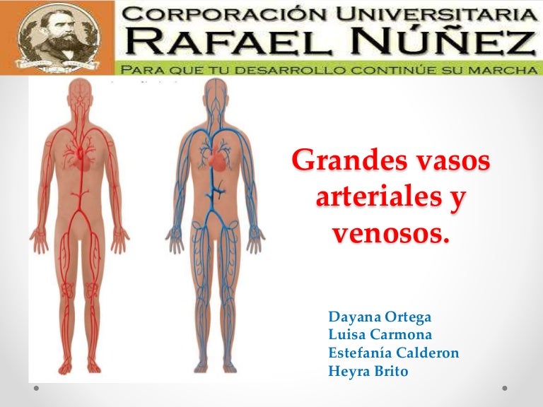 Y venoso arterial slideshare sistema