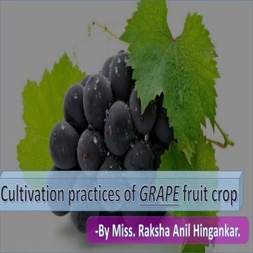 Grape cultivation