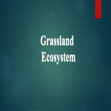 Grassland ecosystem