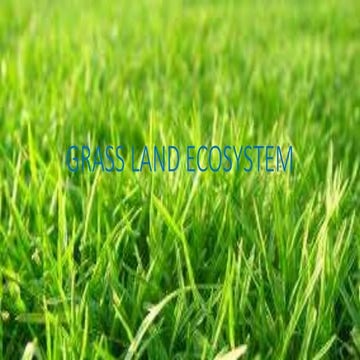 Grass land ecosystem