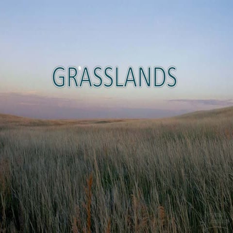 Grasslands