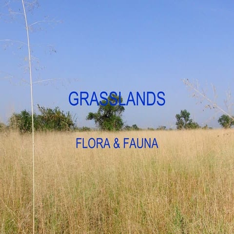 Grasslands flora & fauna | PPT
