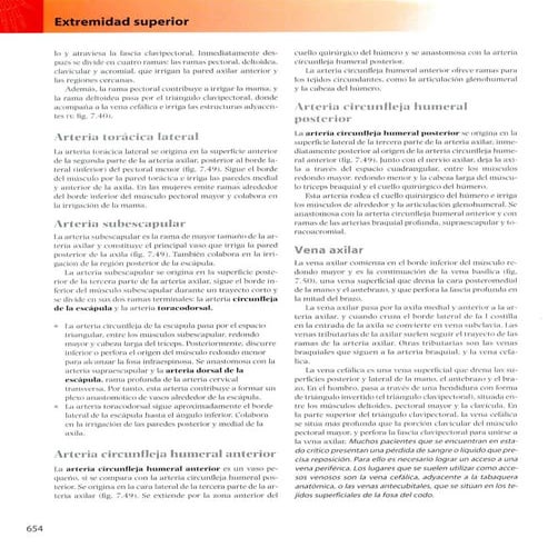 Gray estudiantes miembro superior