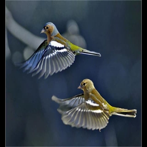 animals and bg photos