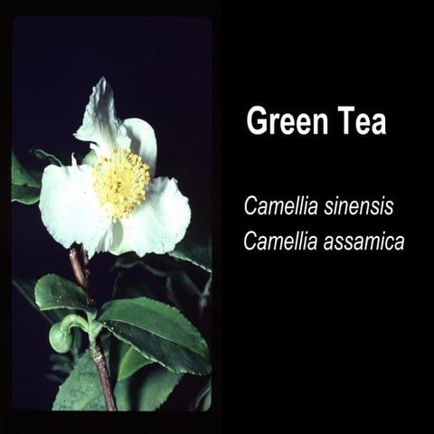 green tea