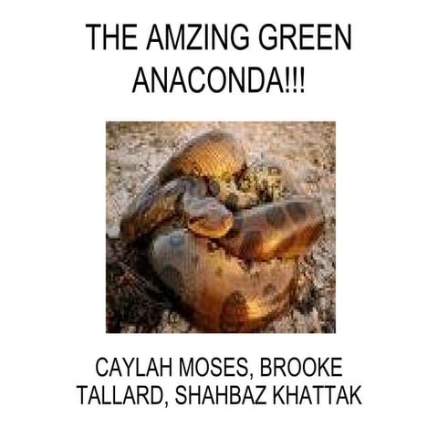 Green Anaconda