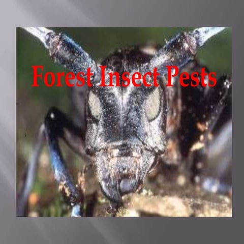Forest Pests