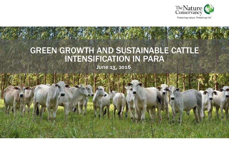 thumbnail of  Green growth and sustainable cattle intensification in Pará