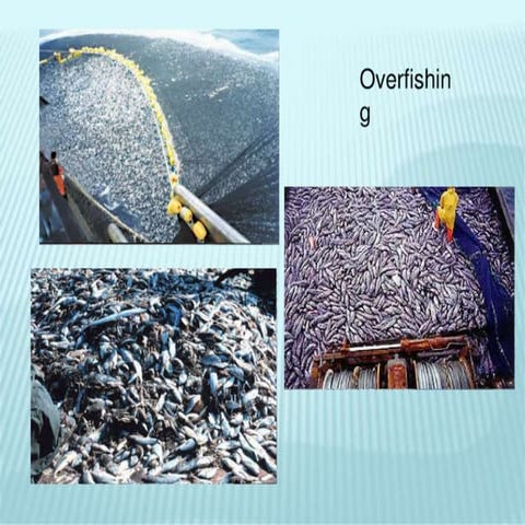 Greenpeacenathan walker