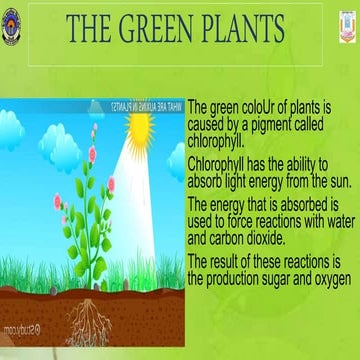 Green plants  CLASS IV 
