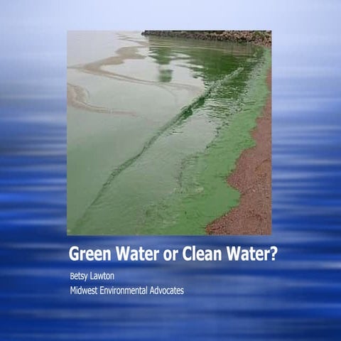 Green Water or Clean Water - Betsy Lawton