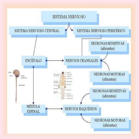 Gráficos del snc y snp por Rita Castellanos