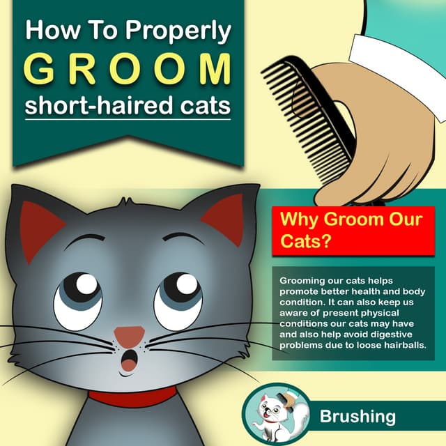 How To Properly Groom ShortHaired Cats