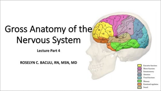 Exercise 17 Gross Anatomy Of The Brain And Cranial Nerves Brain