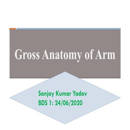 Gross anatomy of arm