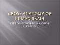 Gross anatomy of human brain