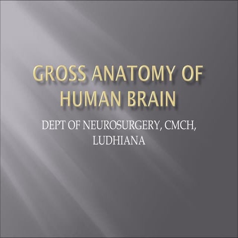 Gross anatomy of human brain