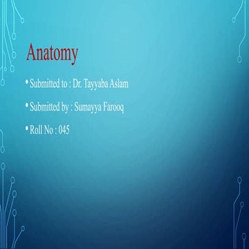 Gross anatomy of lungs