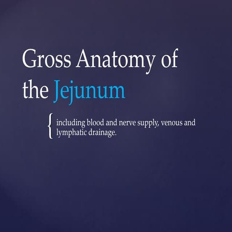 Gross anatomy of the jejunum , including blood and nerve supply, venous and l...